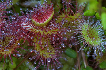 Картинка росянка цветы роса хищник