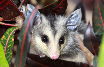 Картинка опоссум животные опоссумы мордочка глаза