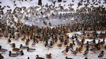 Картинка животные утки много водоем купание