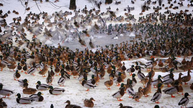 Обои картинки фото животные, утки, много, водоем, купание