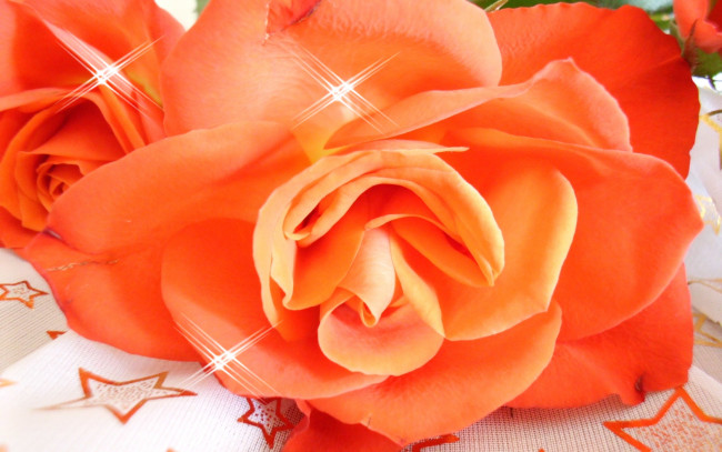 Обои картинки фото цветы, розы, оранжевый