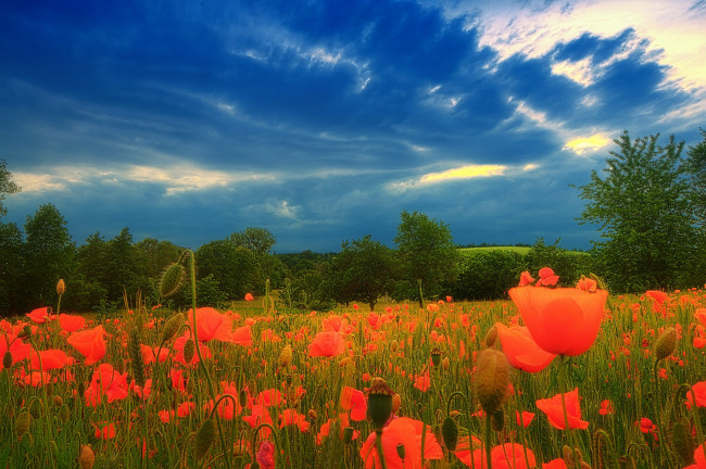 Обои картинки фото природа, луга, небо, деревья, маки