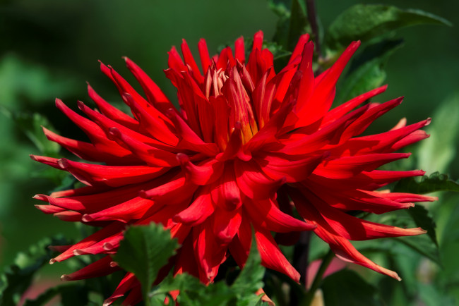 Обои картинки фото цветы, георгины, тёмный, красные, лепестки