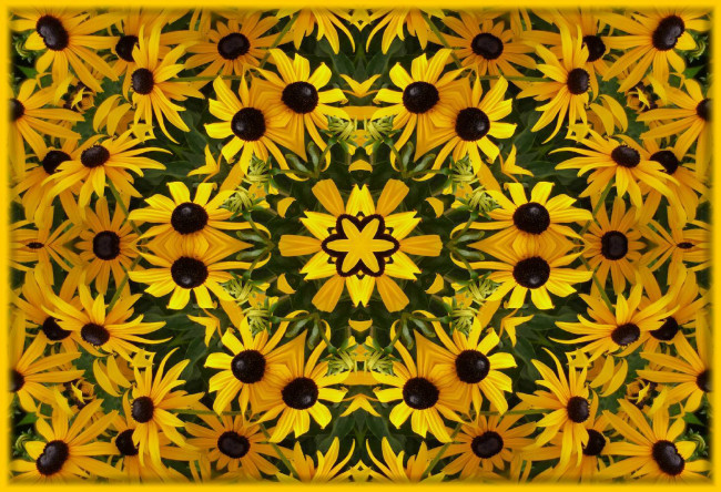 Обои картинки фото цветы, рудбекия, жёлтый, лепестки, фрактал