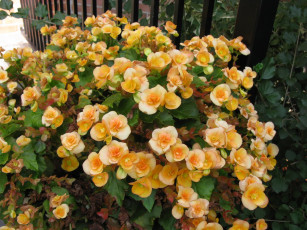 Картинка цветы бегония бутоны