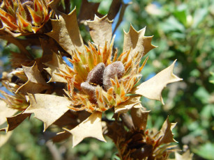 Картинка цветы цветок