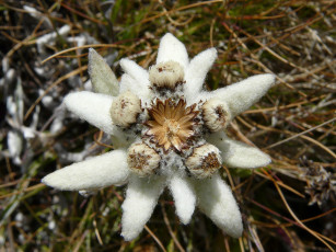 Картинка цветы цветок