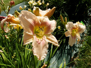 Картинка цветы лилии лилейники