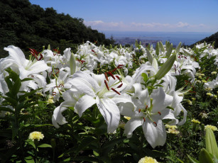 Картинка цветы лилии лилейники