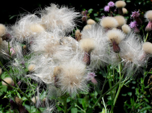 обоя цветы, луговые, полевые, ццветы