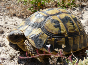 Картинка животные Черепахи черепаха
