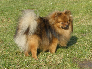 Картинка животные собаки собака