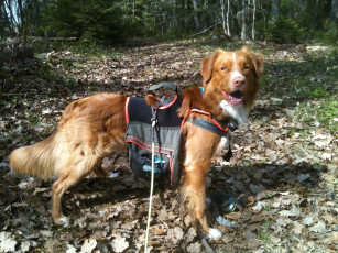 Картинка животные собаки собака