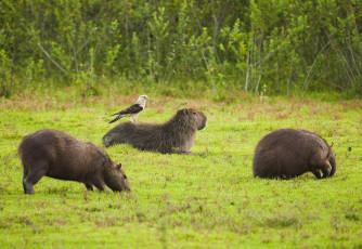 Картинка животные капибары