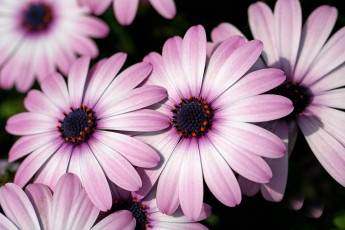 Картинка цветы диморфотеки