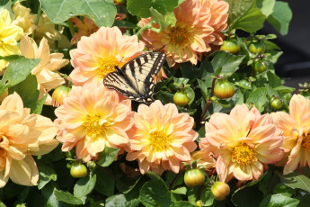 Картинка цветы георгины бутоны