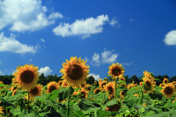 Картинка цветы подсолнухи