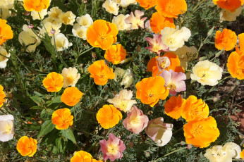 Картинка цветы эшшольция