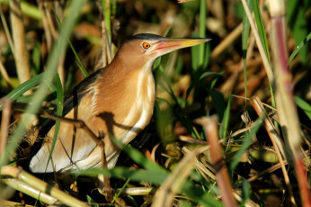 Картинка животные цапли птица