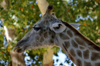 Картинка животные жирафы жираф