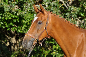 Картинка животные лошади лошадь