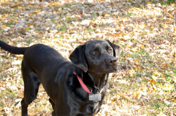 Картинка животные собаки собака