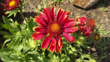 Картинка цветы гайлардии гелениумы капли