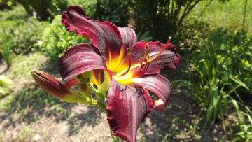 Картинка цветы лилии лилейники лиловый