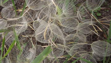 Картинка цветы одуванчик семена