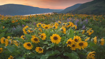 Картинка цветы подсолнухи