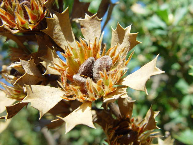 Обои картинки фото цветы, цветок