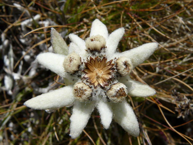 Обои картинки фото цветы, цветок