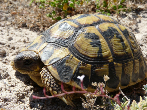 Обои картинки фото животные, Черепахи, черепаха