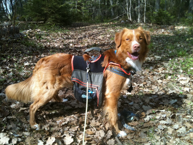 Обои картинки фото животные, собаки, собака