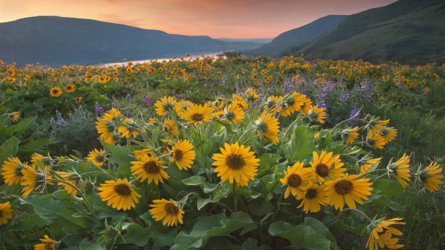 Обои картинки фото цветы, подсолнухи