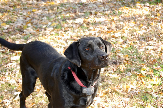 Обои картинки фото животные, собаки, собака