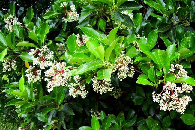 Обои картинки фото цветы, цветущие, деревья, кустарники, цветок