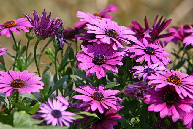 Обои картинки фото цветы, диморфотеки