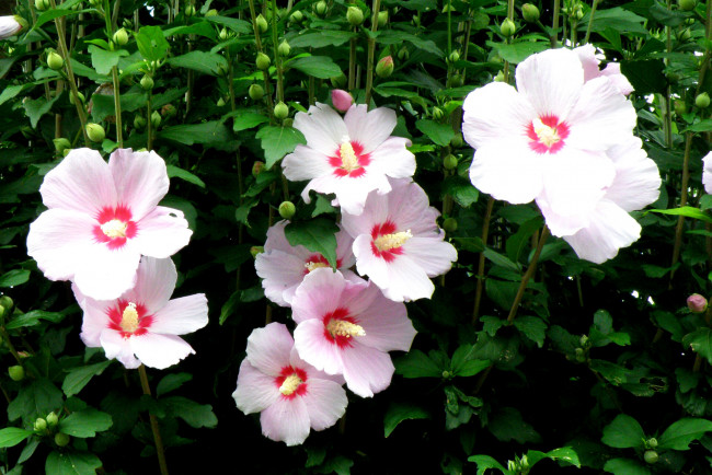 Обои картинки фото цветы, мальвы