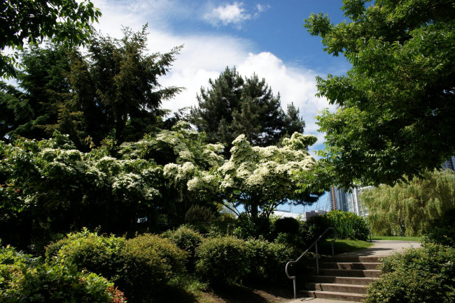 Обои картинки фото канада, vancouver, andy, livingstone, park, природа, парк
