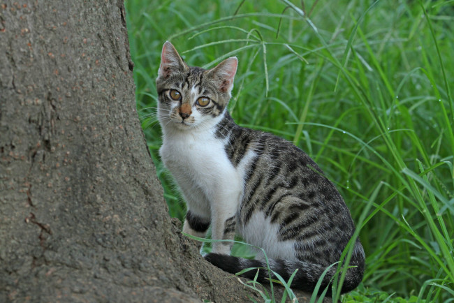 Обои картинки фото животные, коты, кот