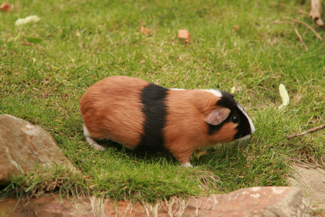 Обои картинки фото животные, морские, свинки, хомяки