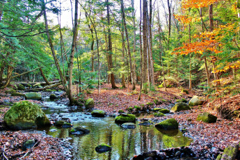 Картинка природа лес листва краски тава ручей осень