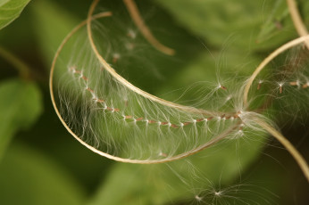 Картинка природа макро пушинки