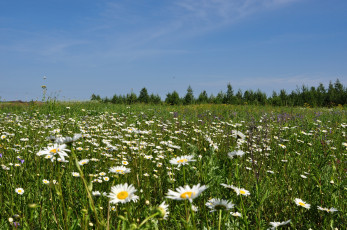 Картинка природа луга ромашки