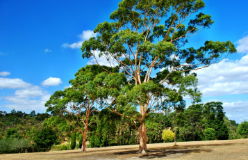 Картинка ruffey lake park gum tree doncaster victoria природа деревья кроны склон