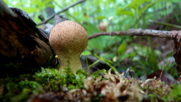 Картинка природа грибы гриб