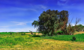 Картинка природа дороги лето дорога деревья трава поле