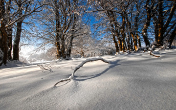 Картинка природа зима снег деревья