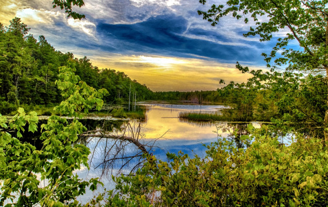 Обои картинки фото природа, реки, озера, лето, листва, ветки, река, лес